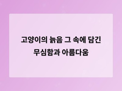 고양이의 늙음은 살아가는 방식의 변화였다